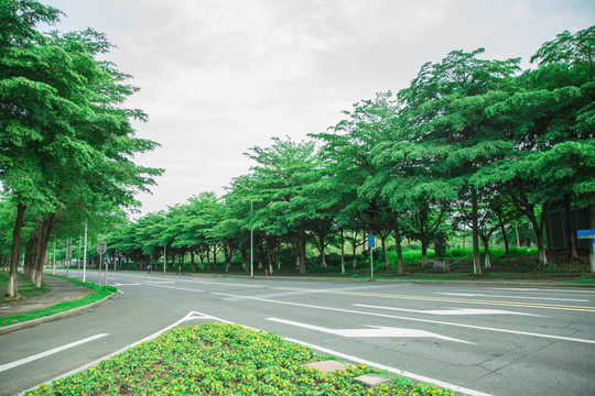 油柏路