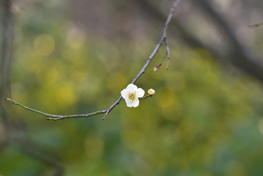 梅花古韵