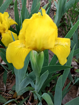 黄色鸢尾花