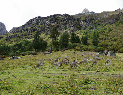 高山平原