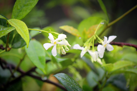 络石花壁纸