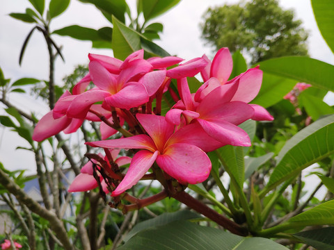 红花鸡蛋花