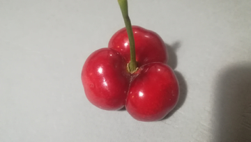 连体红樱桃