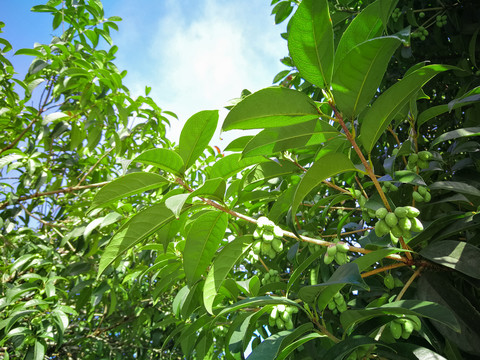 桂花树桂花果