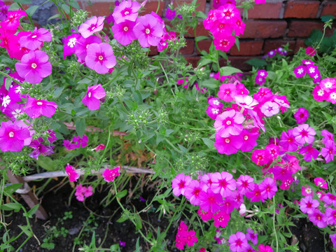 天蓝绣球花
