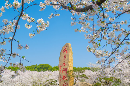 武汉东湖樱花园春季风光