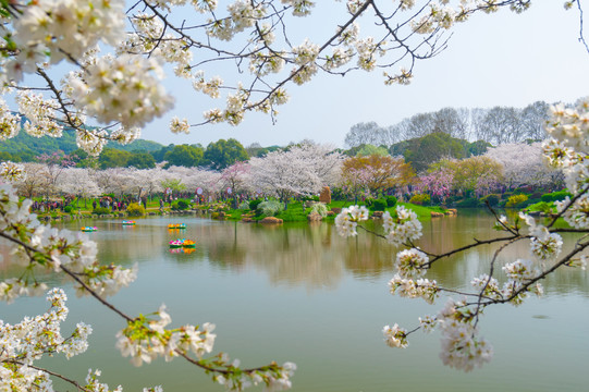 武汉东湖樱花园春季风光