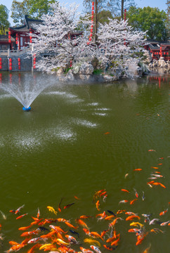 武汉东湖樱花园春季风光