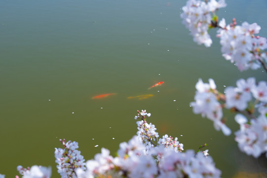 武汉东湖樱花园春季风光