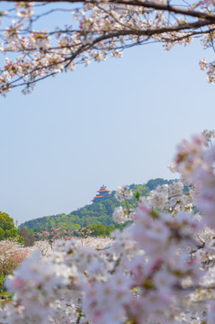 武汉东湖樱花园春季风光