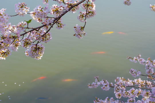 武汉东湖樱花园春季风光