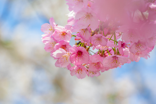 武汉东湖樱花园春季风光