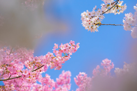 武汉东湖樱花园春季风光