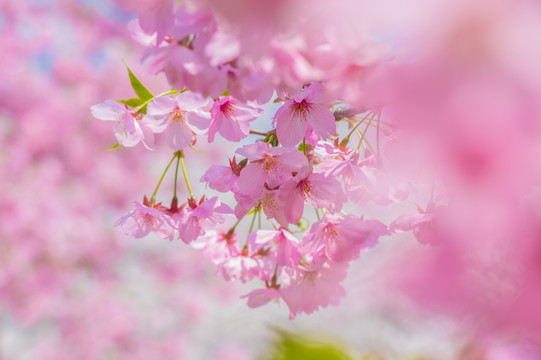 武汉东湖樱花园春季风光