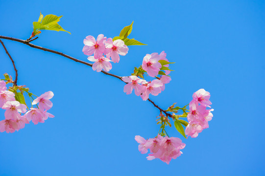 武汉东湖樱花园春季风光
