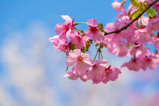 武汉东湖樱花园春季风光