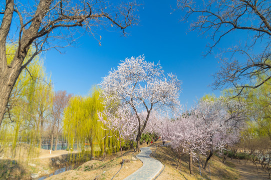 北京颐和园圆明园春季迷人风光