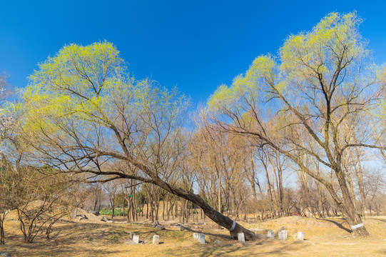 北京颐和园圆明园春季迷人风光