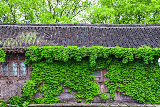 古镇绿植墙