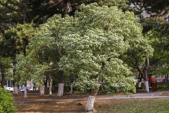 山楂树