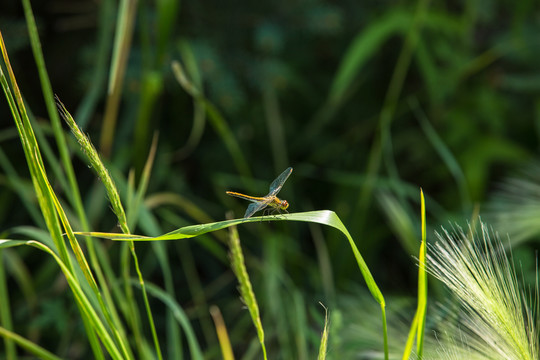野草上的蜻蜓