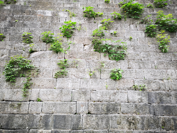 城墙上的植物