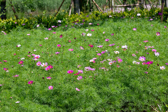 波斯菊