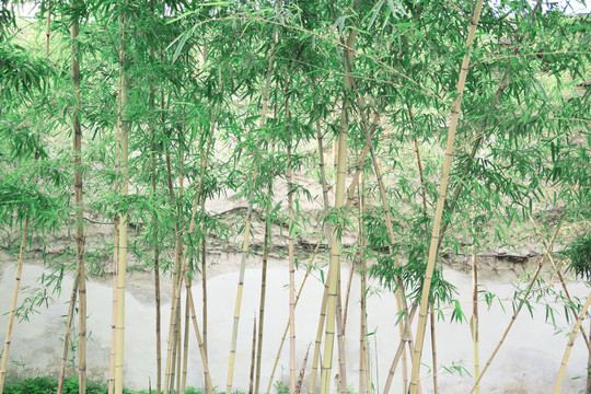 清新竹林背景