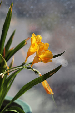 花卉香雪兰