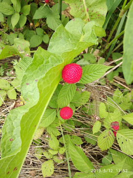 野草莓蒙子树