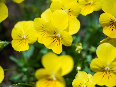 黄色角堇摄影图黄色花朵