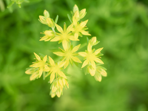 黄色佛甲草摄影图片黄色花朵图片