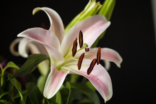 百合花