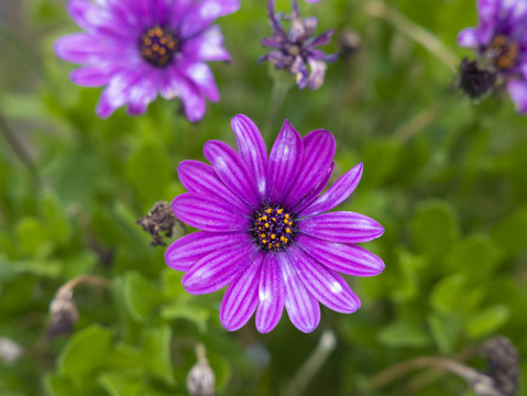 格桑花