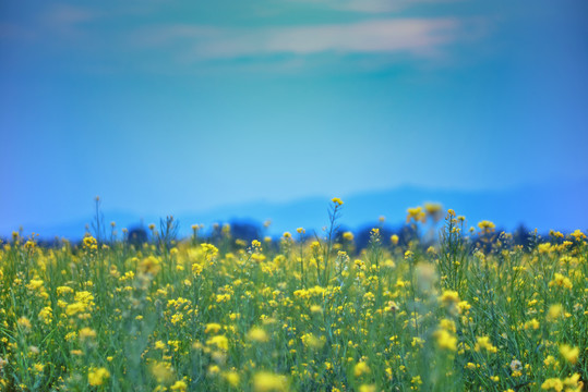 油菜花