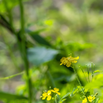 黄花