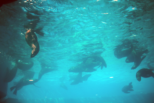 水中的海豹们
