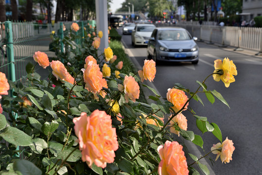 北京街头的月季花