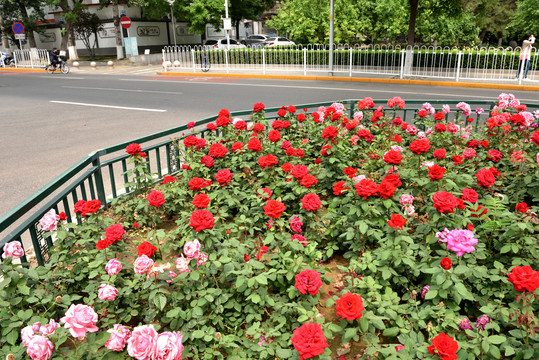 北京街头的月季花