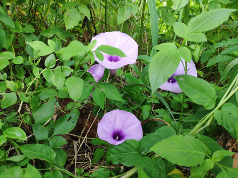 台湾牵牛花