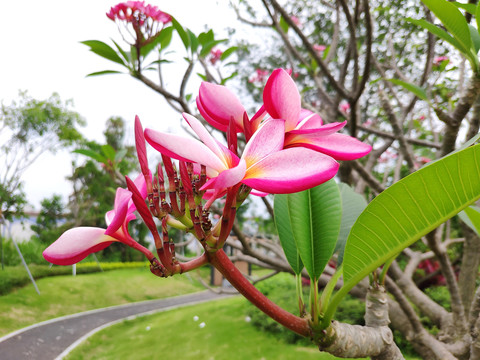 红鸡蛋花