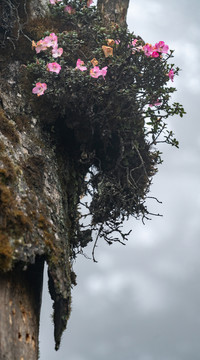 高山杜鹃