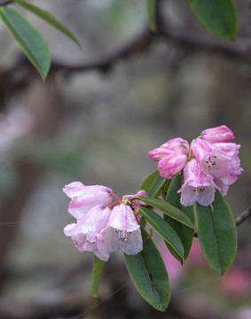 高山杜鹃