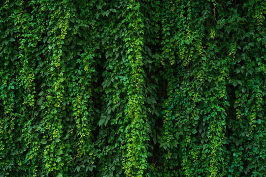 爬山虎绿叶植物墙文化墙背景素材