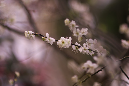 梅花盛放