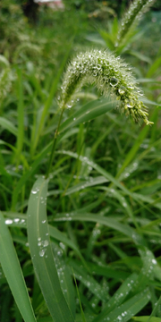 狗尾巴草