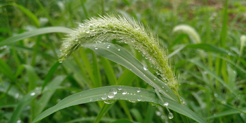 狗尾巴草