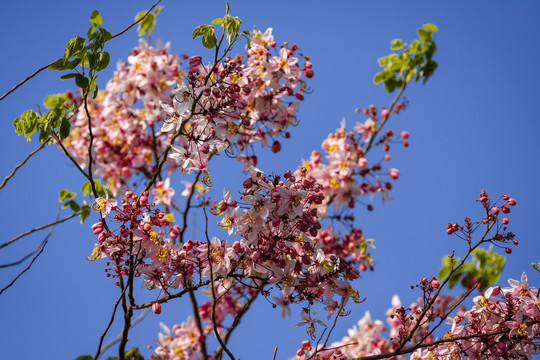 蓝天背景下开满鲜花的枝头