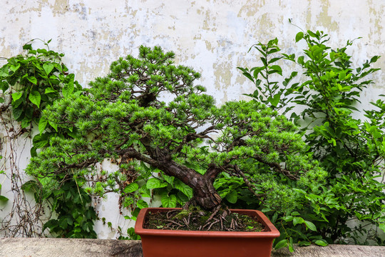 绿色植物盆栽