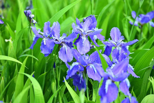 鸢尾花开